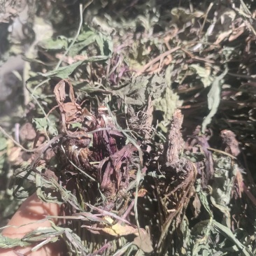 蒲公英干货