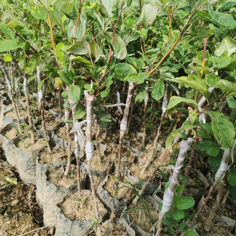 云南13号苹果枣小苗