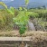 云南13号苹果枣小苗