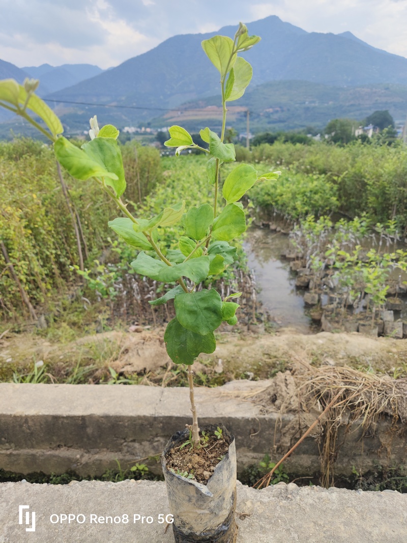 云南13号苹果枣小苗
