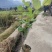 云南13号苹果枣小苗