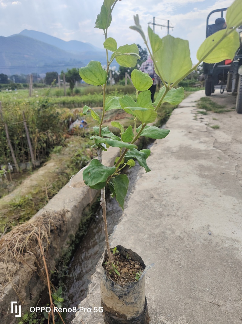 云南13号苹果枣小苗