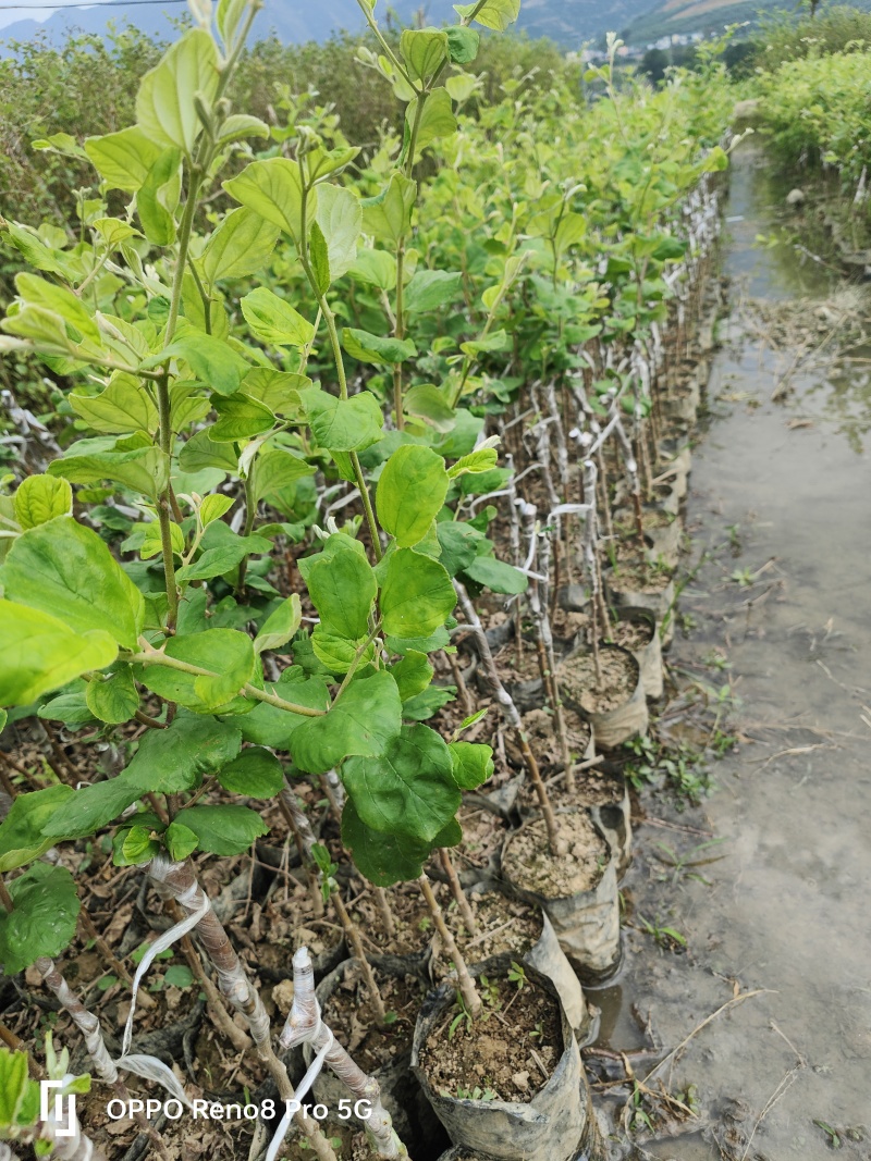 云南13号苹果枣小苗