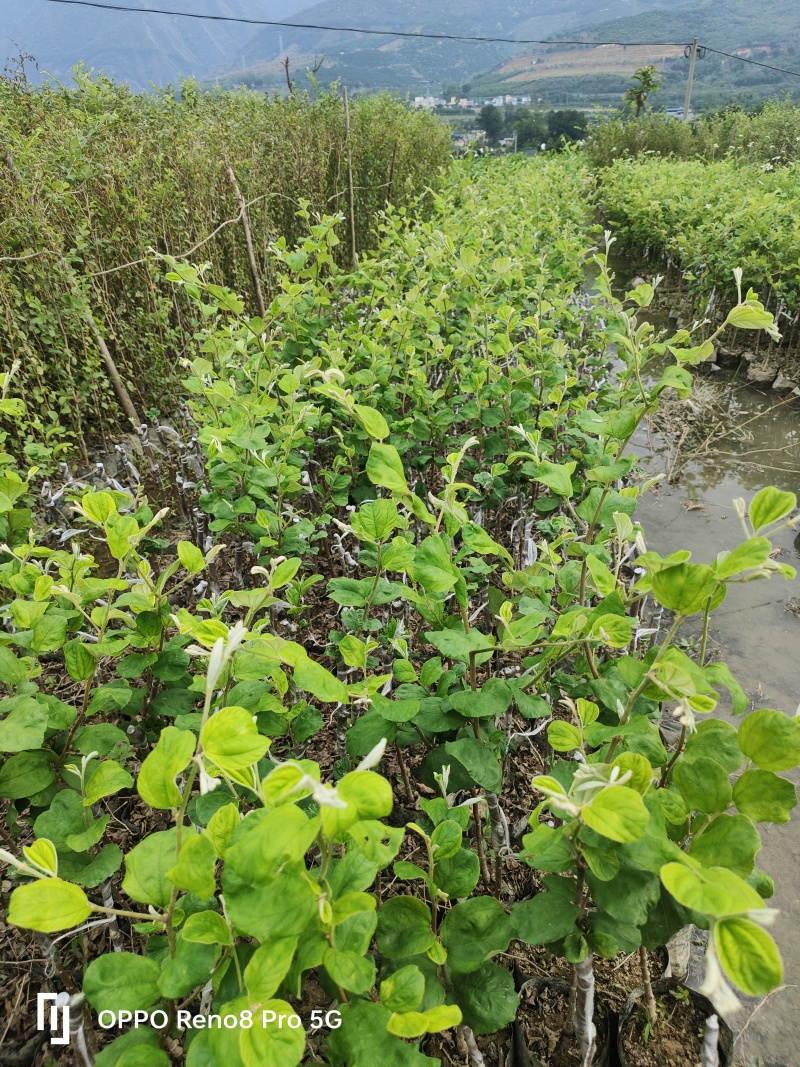 云南13号苹果枣小苗