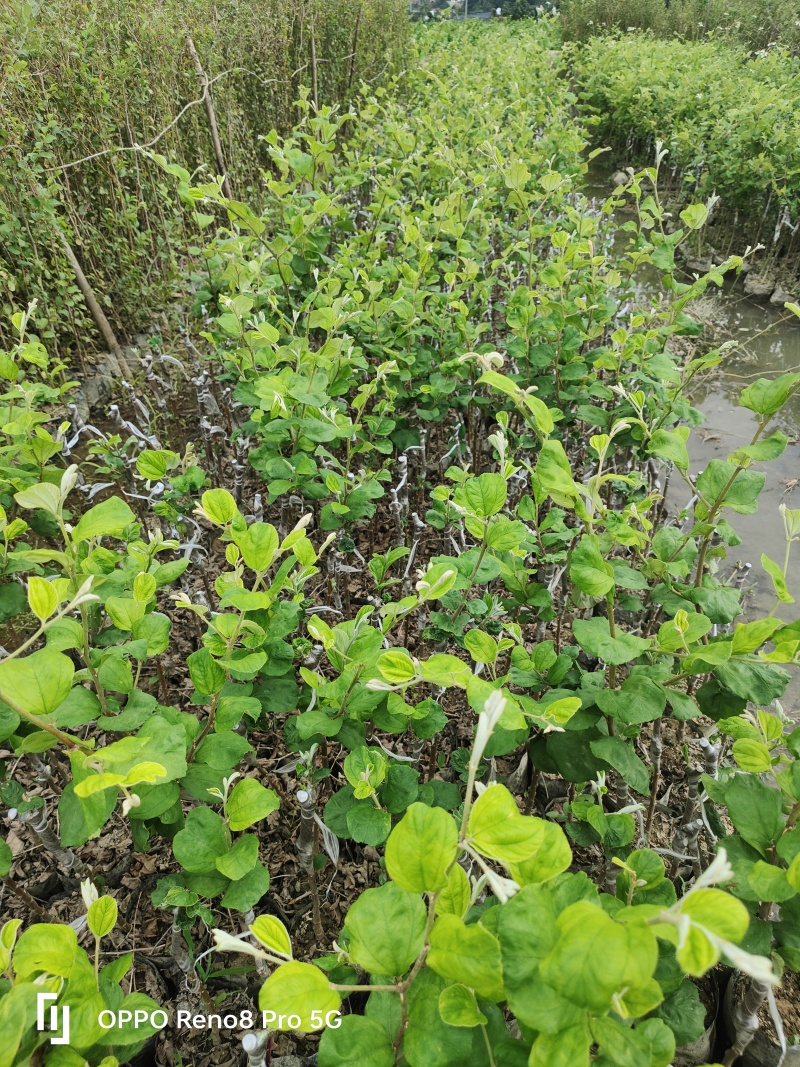 云南13号苹果枣小苗