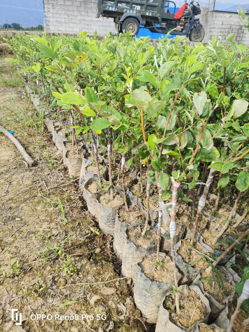 云南13号苹果枣小苗