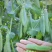 2025新鲜豌豆荚