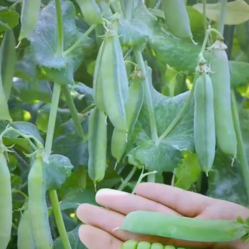 2025新鲜豌豆荚