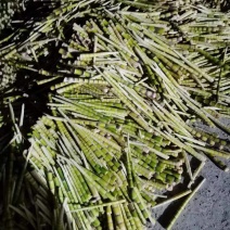 【量大优惠】湖北小竹笋油竹笋毛壳笋品质保障可视频看货
