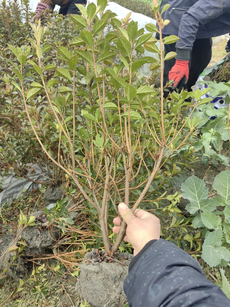 成都安酷杜鹃毛笼子量大质优价格优惠支持视频看货