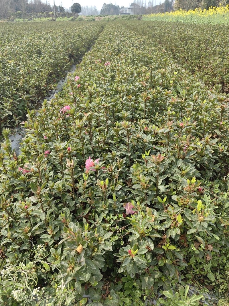 成都安酷杜鹃毛笼子量大质优价格优惠支持视频看货