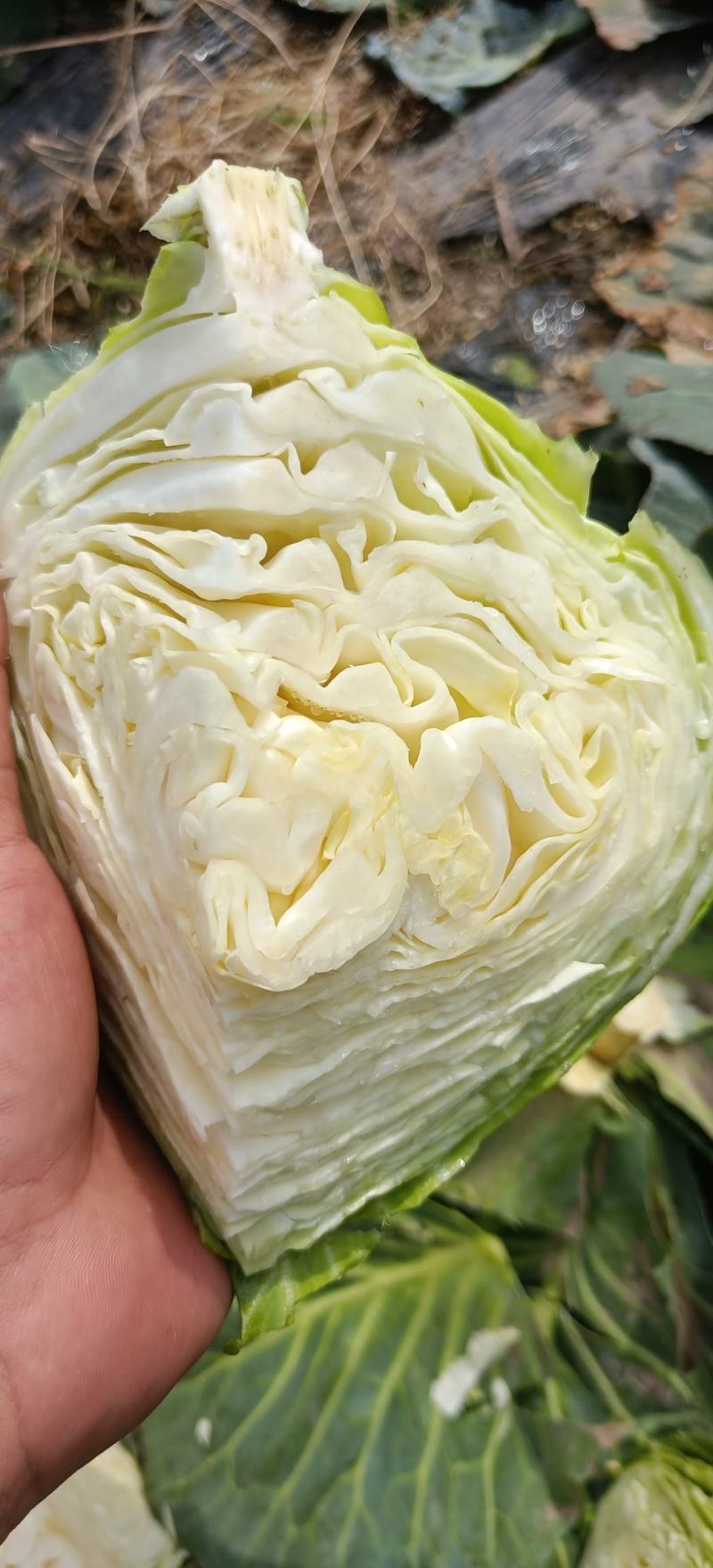 扁甘蓝紧包菜厚皮莲花白