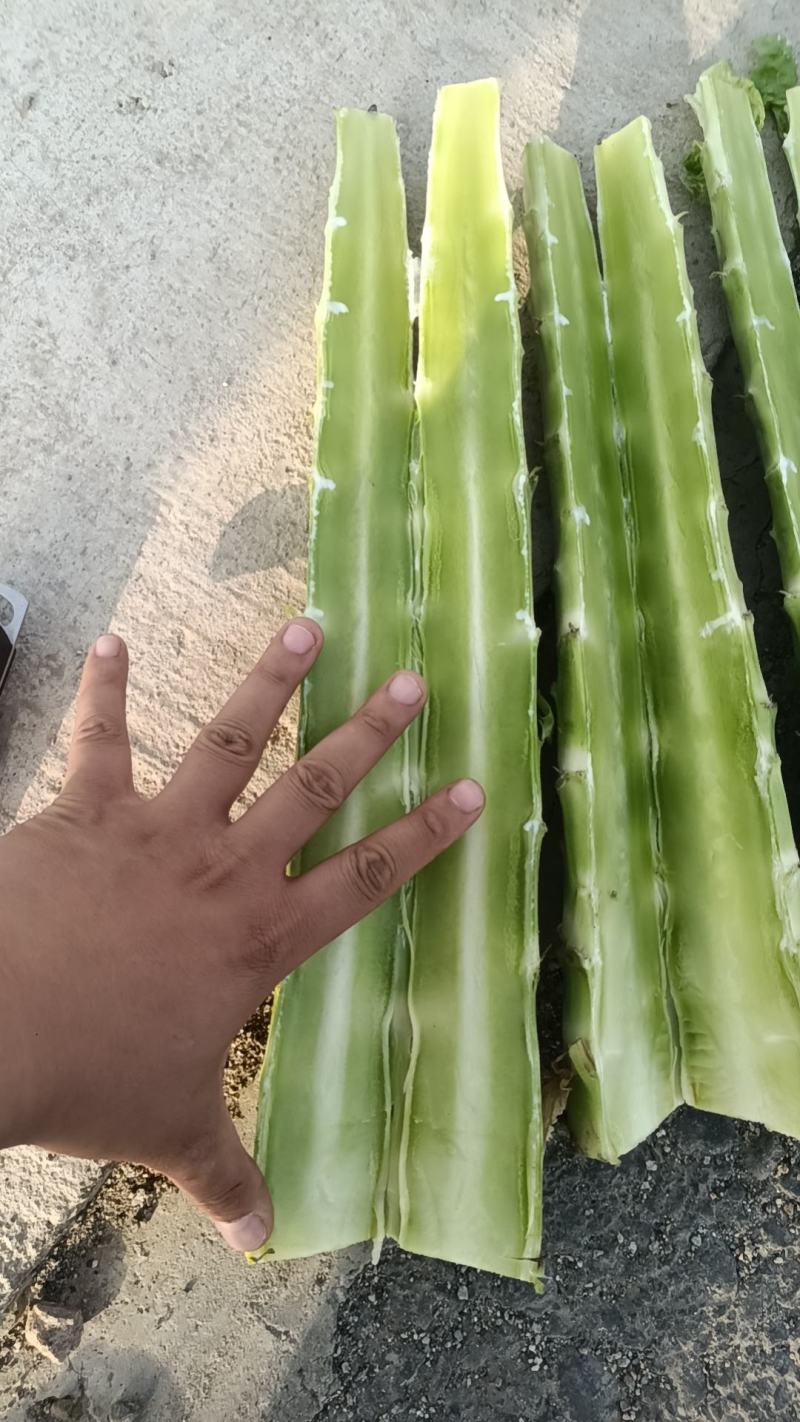莴笋！莴苣！二清莴苣