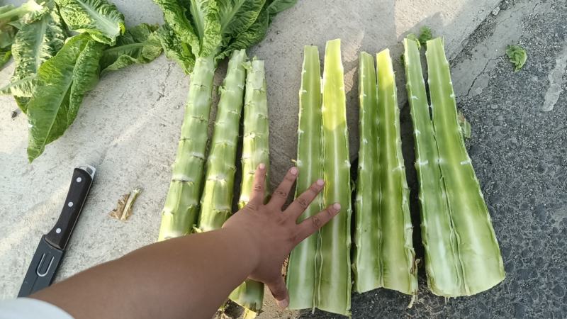 莴笋！莴苣！二清莴苣