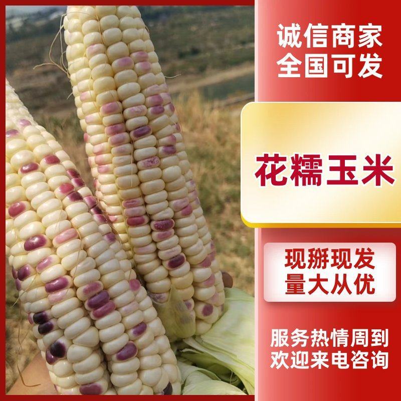 攀枝花花糯玉米产地对接市场商超各地区采购商