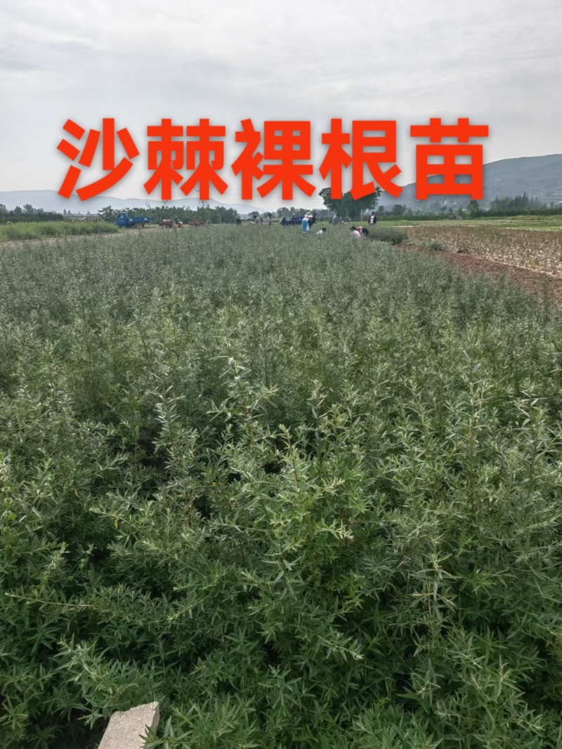 甘肃沙棘（状元黄）大果沙棘3年挂果，自己家里种植沙棘