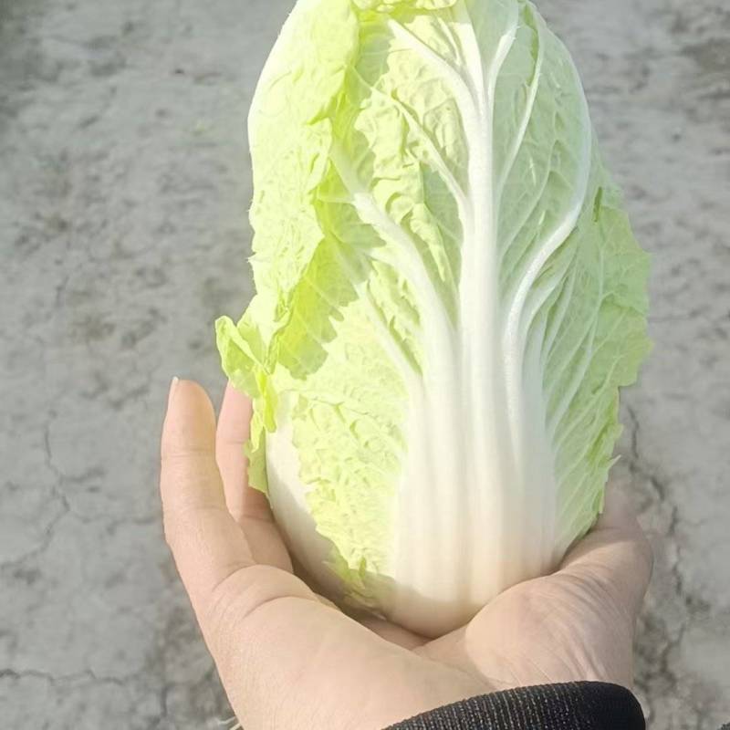 精品娃娃菜源头产地量大从优价格透明全国可发
