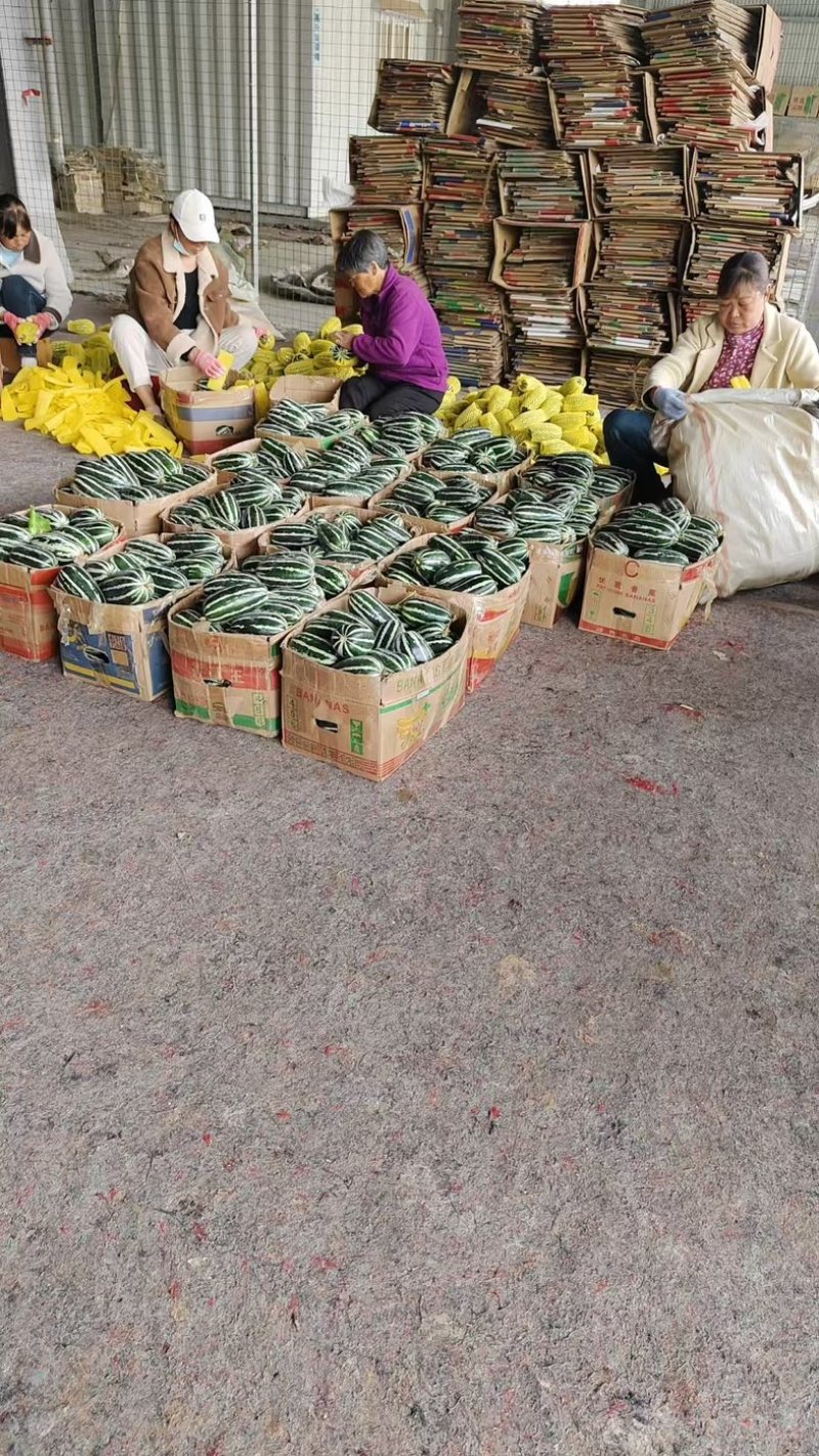 内黄精品博洋9，甜度高耐运输对接各级批发商商超电商等