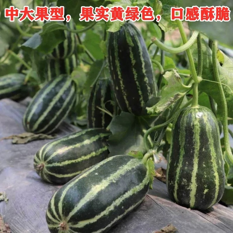 内黄精品博洋9，甜度高耐运输对接各级批发商商超电商等