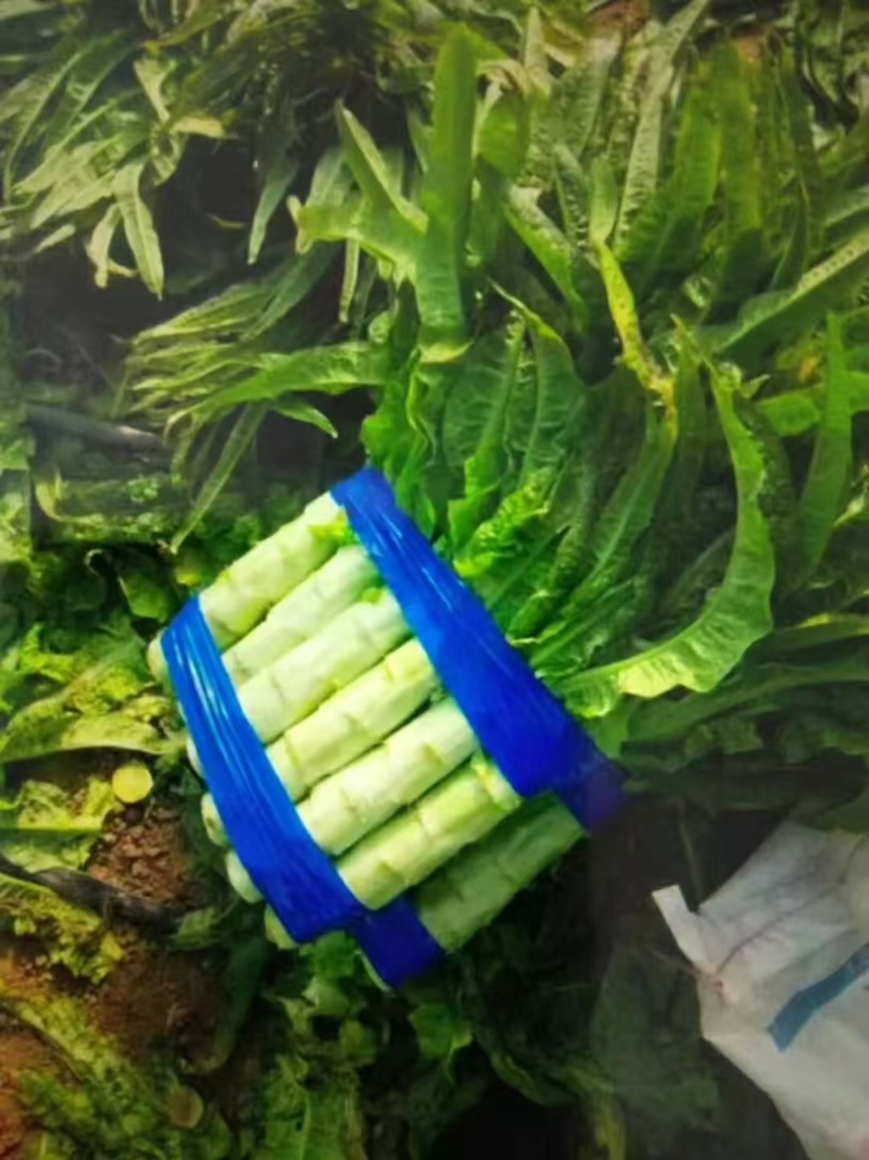 蔬菜代卖莴笋，双福国际农贸城各种蔬菜代卖，承接种植大户合