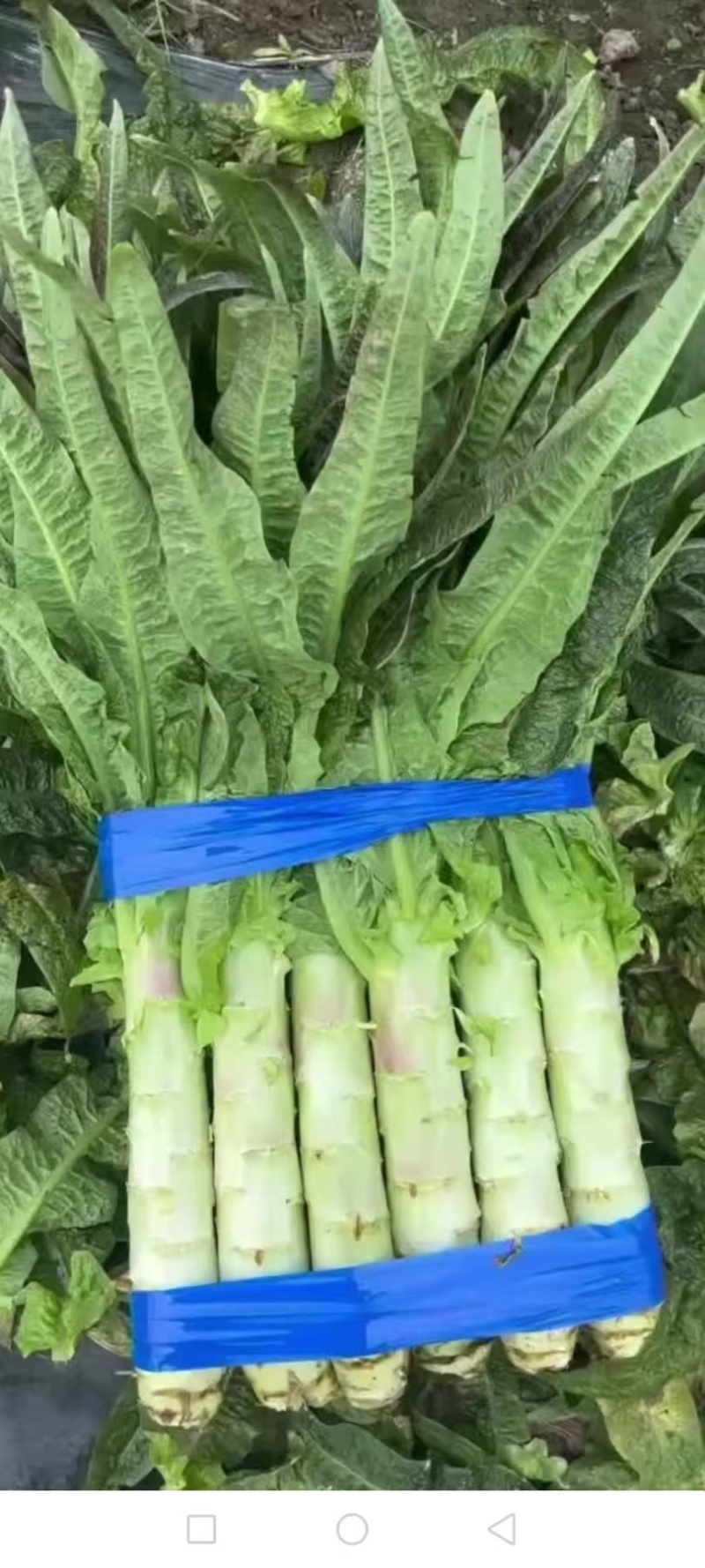 蔬菜代卖莴笋，双福国际农贸城各种蔬菜代卖，承接种植大户合