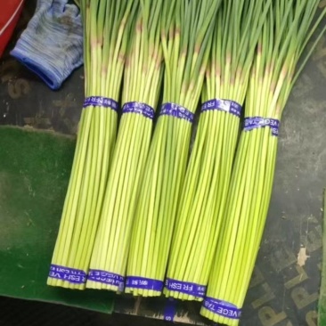 河南蒜薹开封红帽蒜薹对接电商市场商超一手货源