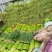 河南蒜薹开封红帽蒜薹对接电商市场商超一手货源