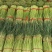 河南蒜薹开封红帽蒜薹对接电商市场商超一手货源