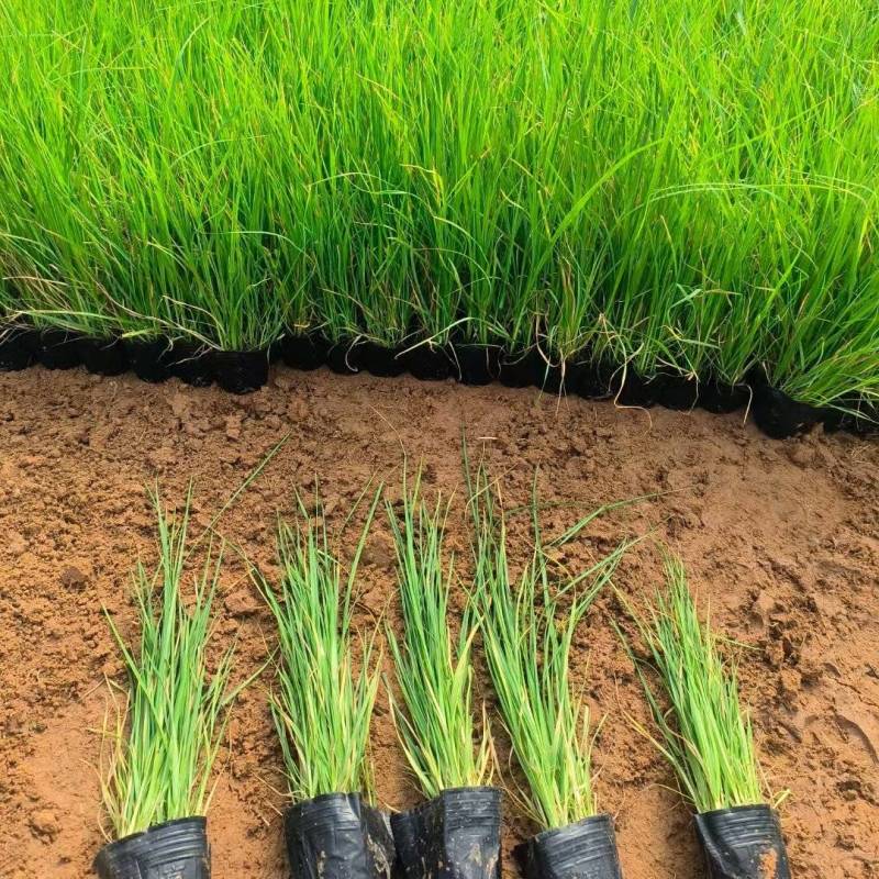 矮蒲苇蒲苇水生植物基地量大可优惠宿根草花