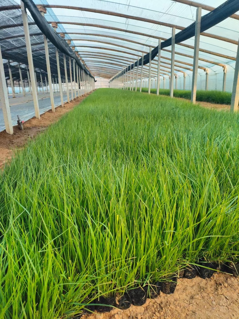 矮蒲苇蒲苇水生植物基地量大可优惠宿根草花