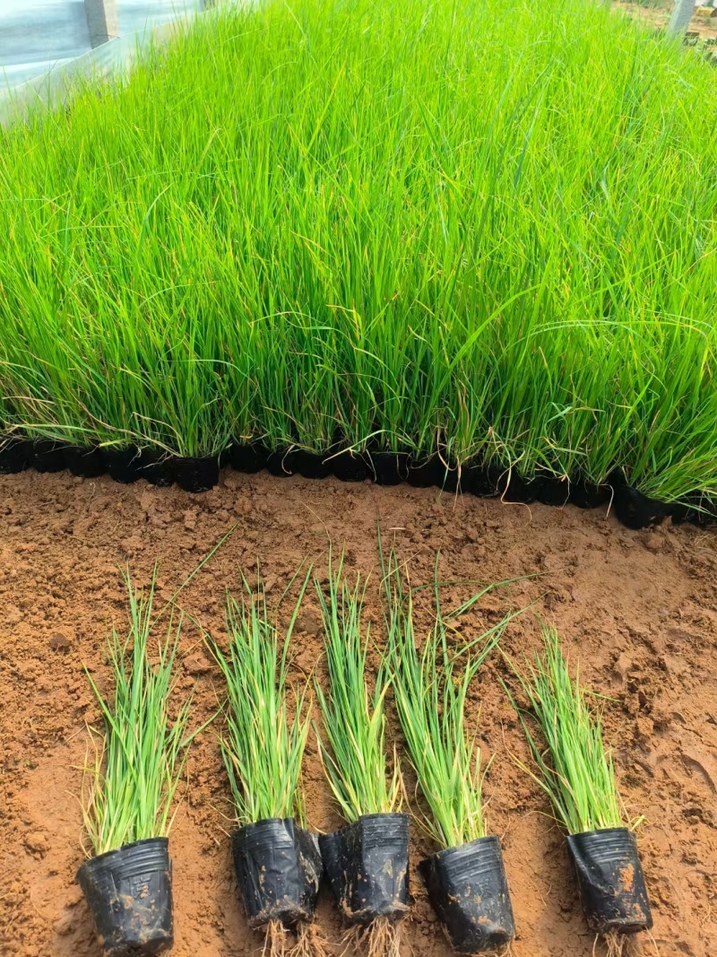 矮蒲苇蒲苇水生植物基地量大可优惠宿根草花
