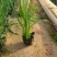 矮蒲苇蒲苇水生植物基地量大可优惠宿根草花