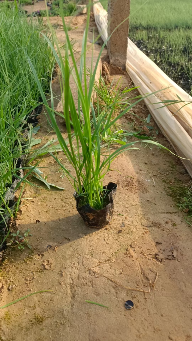 矮蒲苇蒲苇水生植物基地量大可优惠宿根草花