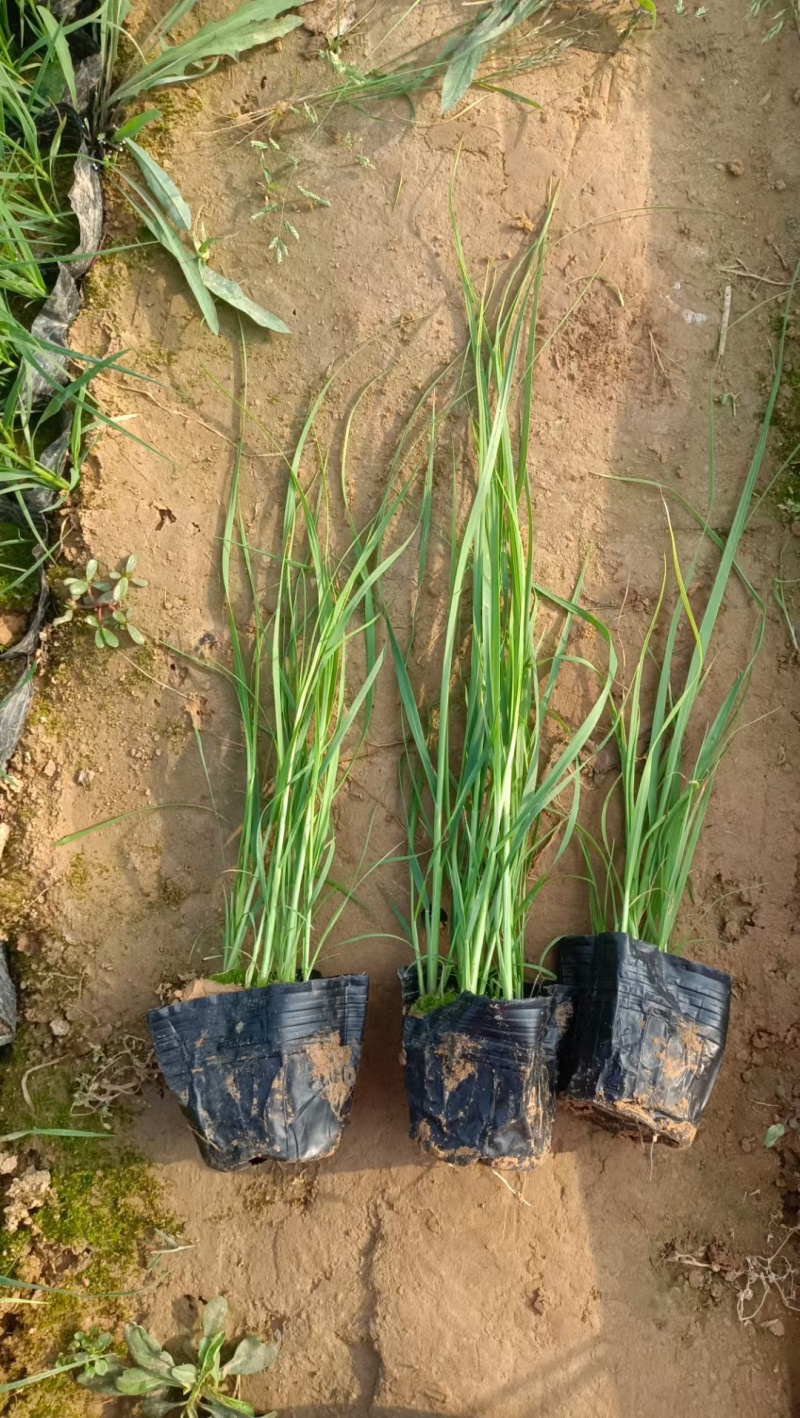 矮蒲苇蒲苇水生植物基地量大可优惠宿根草花