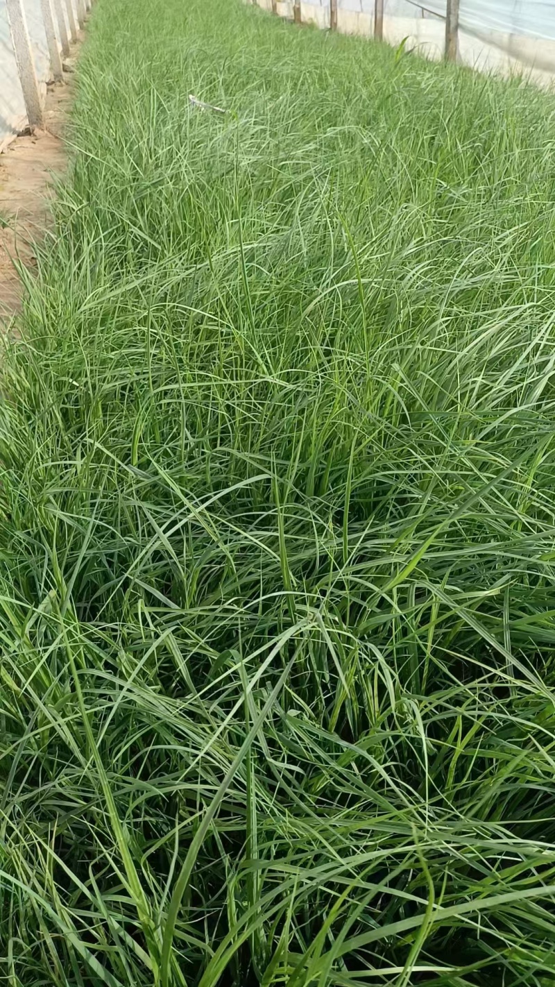 矮蒲苇蒲苇水生植物基地量大可优惠宿根草花