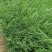 矮蒲苇蒲苇水生植物基地量大可优惠宿根草花