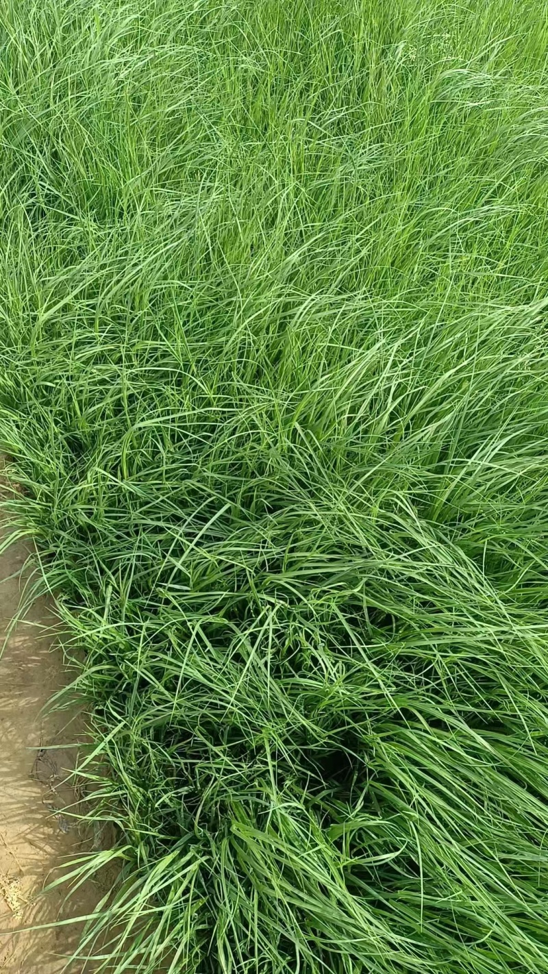 矮蒲苇蒲苇水生植物基地量大可优惠宿根草花