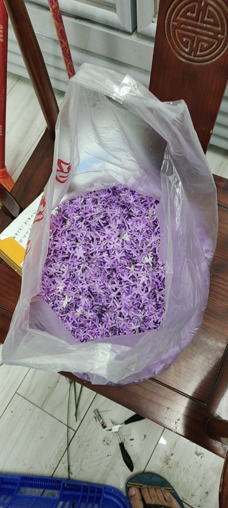 紫娇花