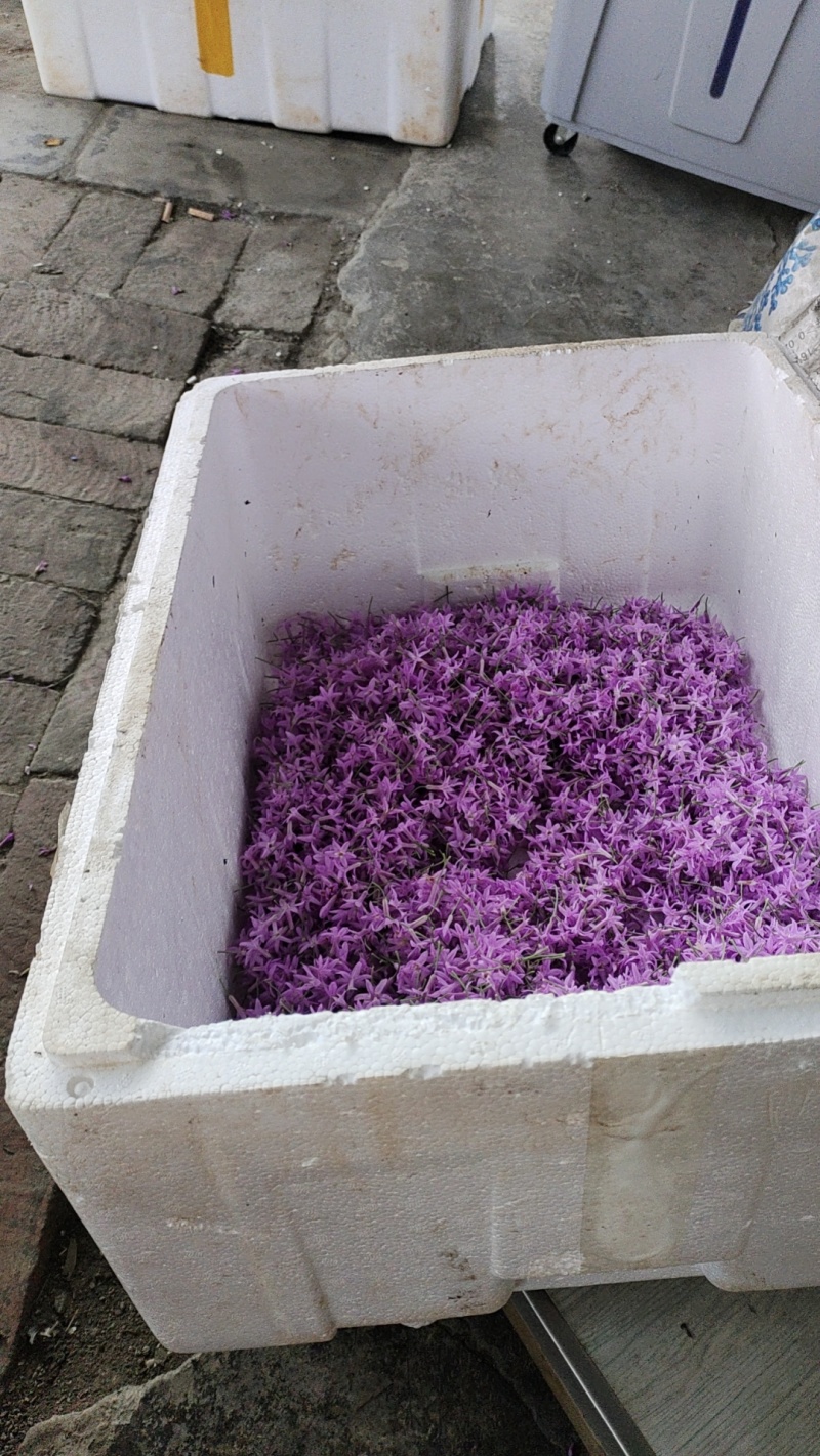 紫娇花