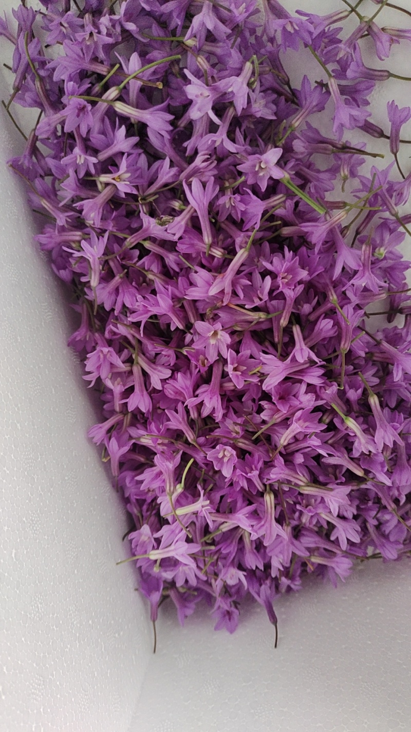 紫娇花