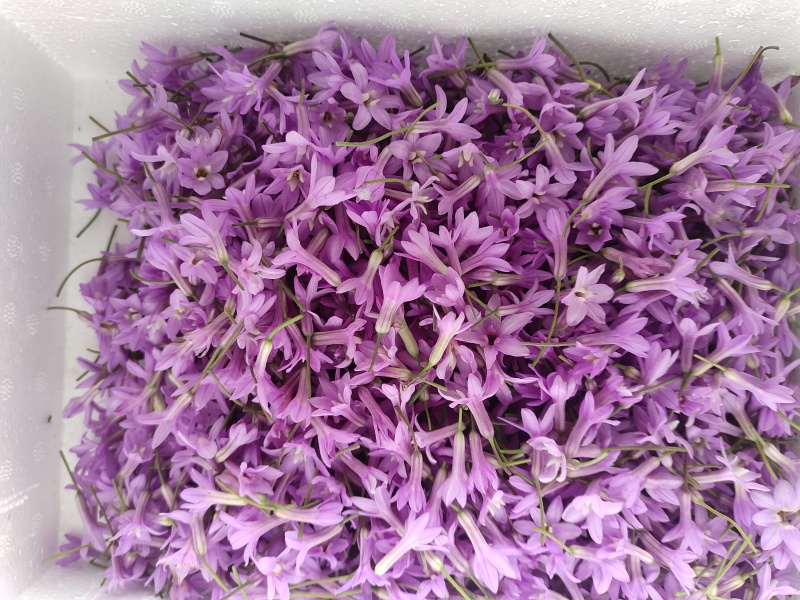 紫娇花