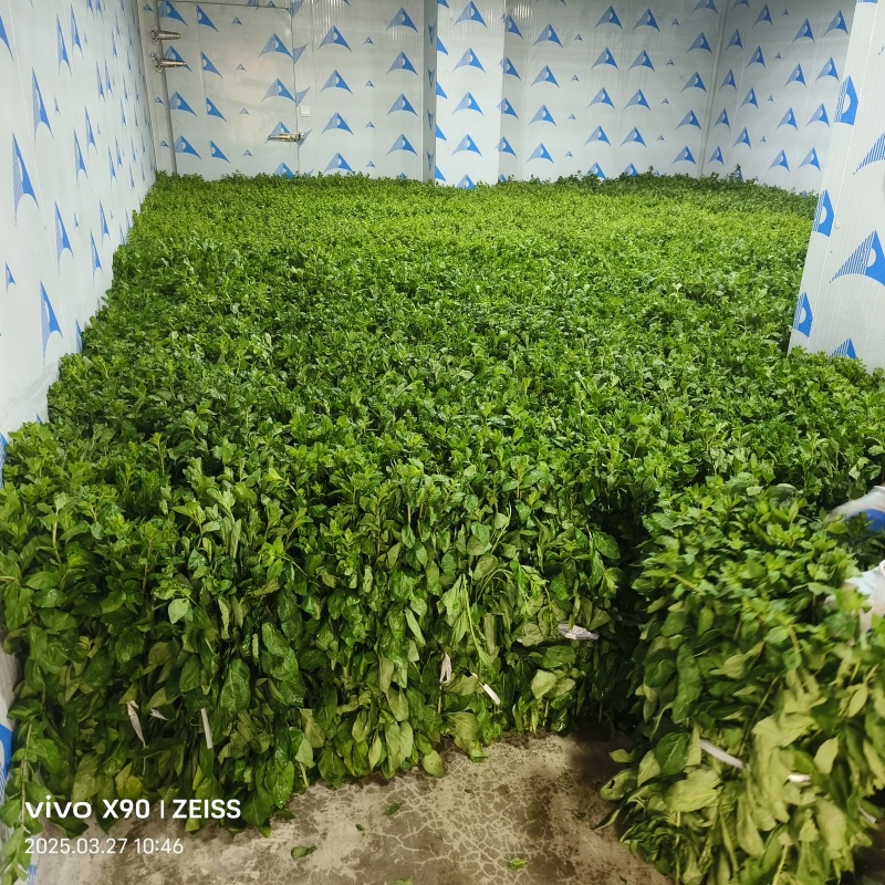 枸杞叶