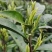 汉中绿茶