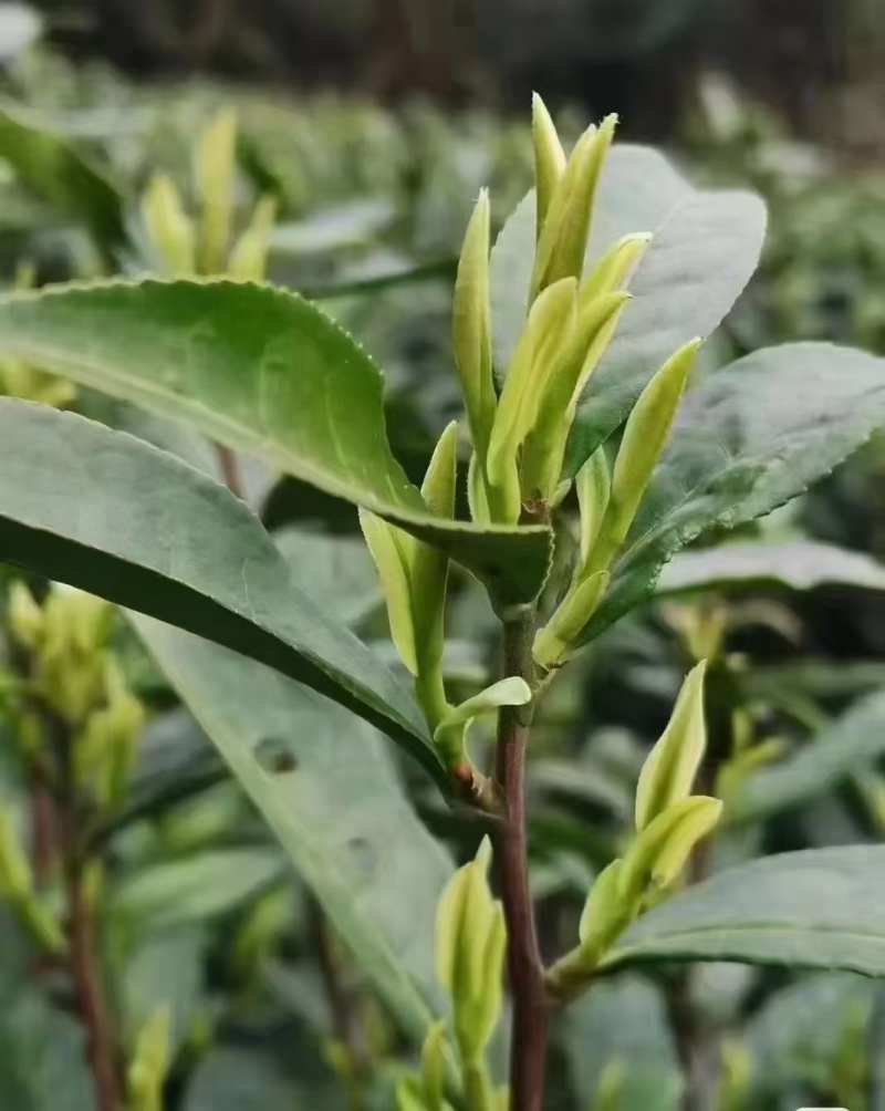 汉中绿茶