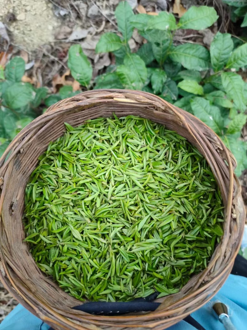 汉中绿茶