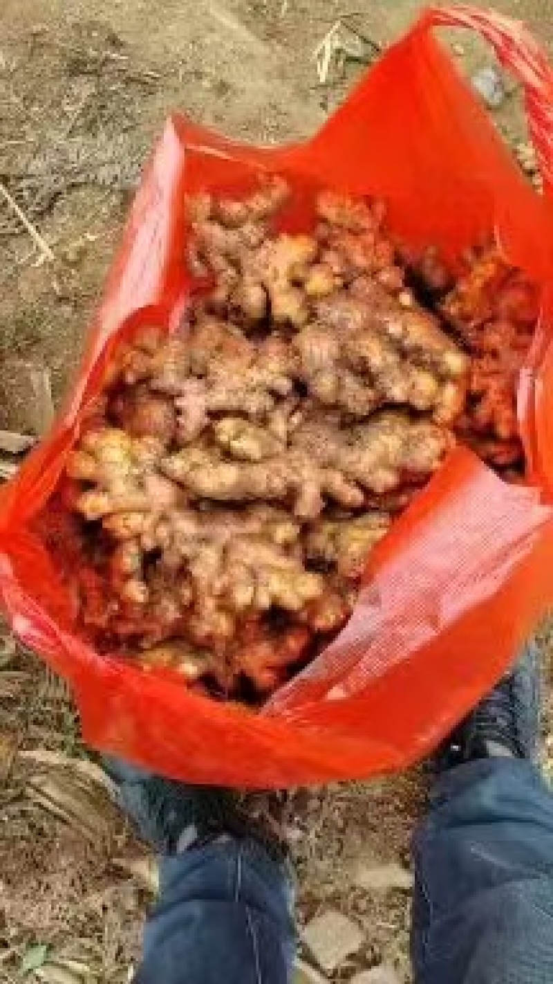 【精品小黄姜】个头匀称货源充足保质保量支持全国发货