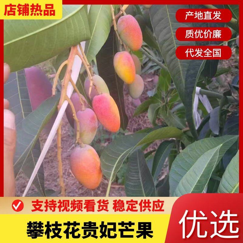 四川攀枝花贵妃芒果产地直发新鲜采摘对接全国各地采购商