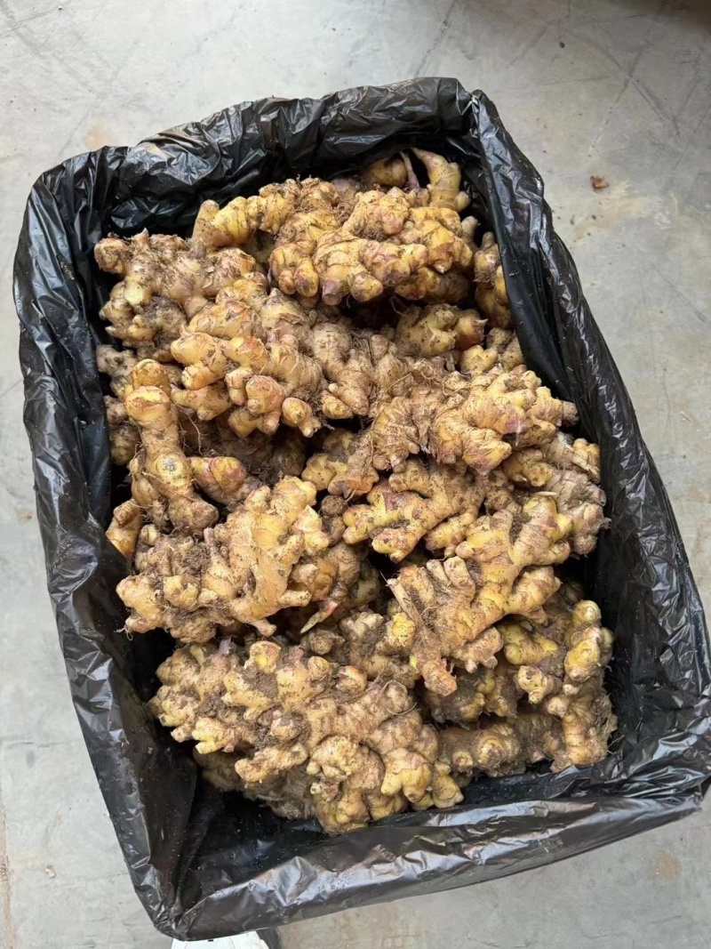 【精品小黄姜】个头匀称货源充足保质保量支持全国发货