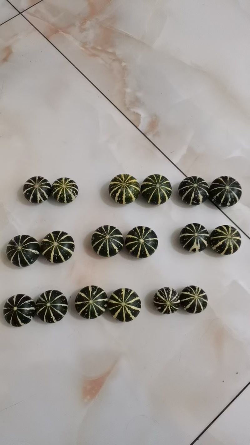 观赏小南瓜