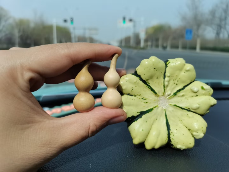 观赏小南瓜